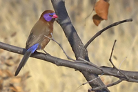 Uraeginthus granatinus